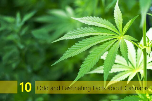 10 Odd and Fascinating Facts about Cannabis