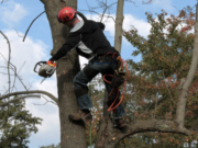 Best Tree Trimmers in Oahu