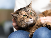 Simple Care Tips for Cat Breeds