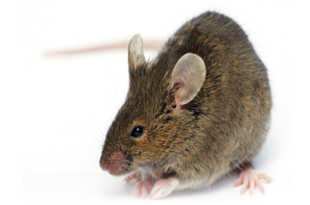 How To Help Get Rid Of Mice In An Apartment