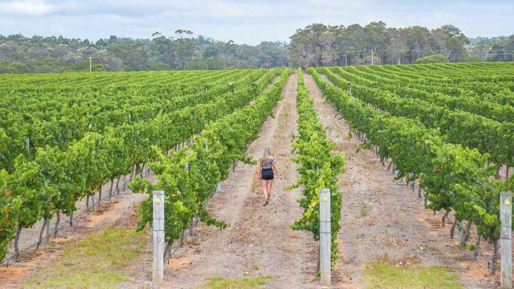 Margaret River Wine Tour A Tour Package That You Must Select