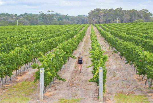 Margaret River Wine Tour A Tour Package That You Must Select