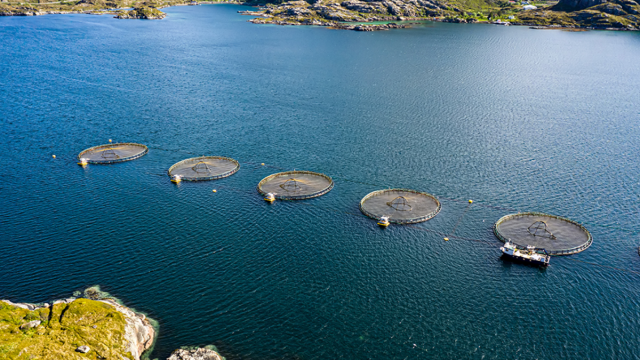 The 10 Most Impactful Trends in the Salmon Processing Industry