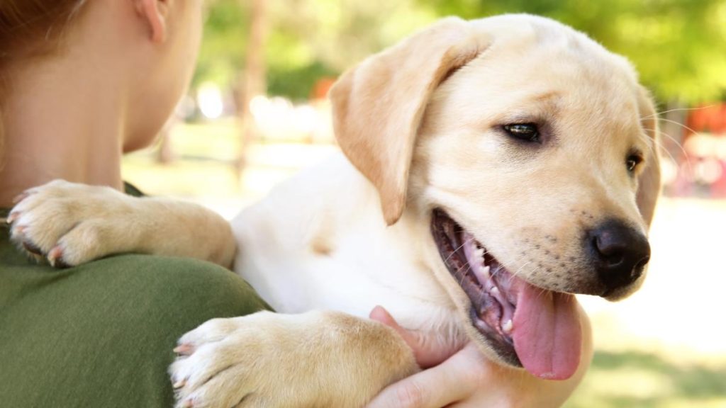 Enhancing Well-being through Animal-Assisted Therapy Connecting with Nature through Animal Contact