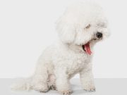 Dog Breeds That Are Perfect in Condos