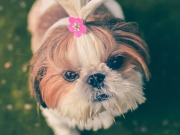 Expert Advice In-Home Dog Grooming Tips for NYC Pet Owners