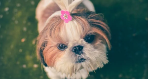 Expert Advice In-Home Dog Grooming Tips for NYC Pet Owners