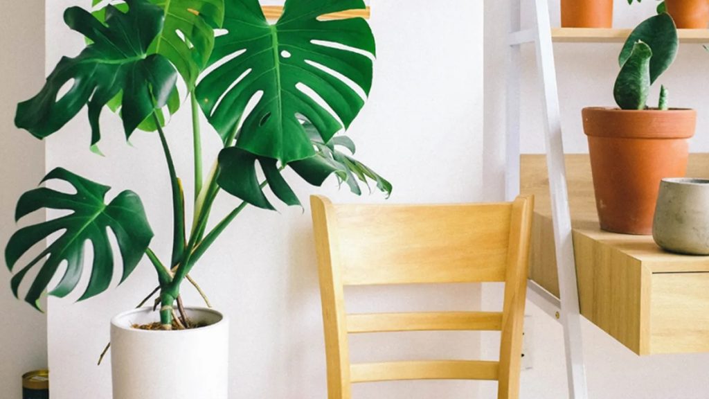 Decorative Plants Perfect in a Condo