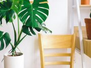 Decorative Plants Perfect in a Condo