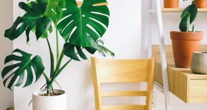 Decorative Plants Perfect in a Condo