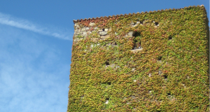 Maximizing Small Spaces Vertical Gardening Solutions for HDBs in Singapore