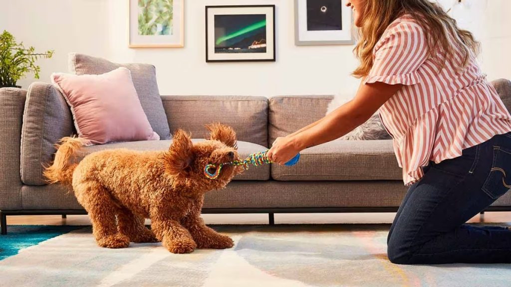 Indoor Games Your Pet Dogs Can Play