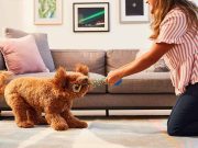 Indoor Games Your Pet Dogs Can Play