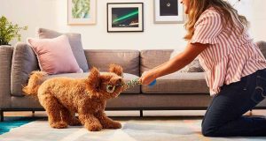 Indoor Games Your Pet Dogs Can Play