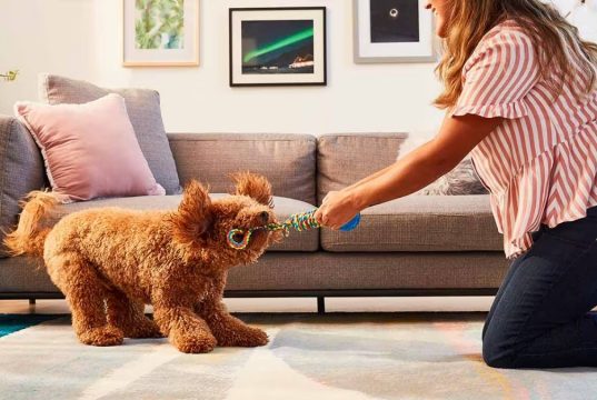 Indoor Games Your Pet Dogs Can Play