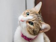 The Importance of XXS Kitten Collars A Guide for New Cat Owners