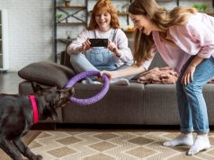 Tips on Choosing the Right Pet Toy